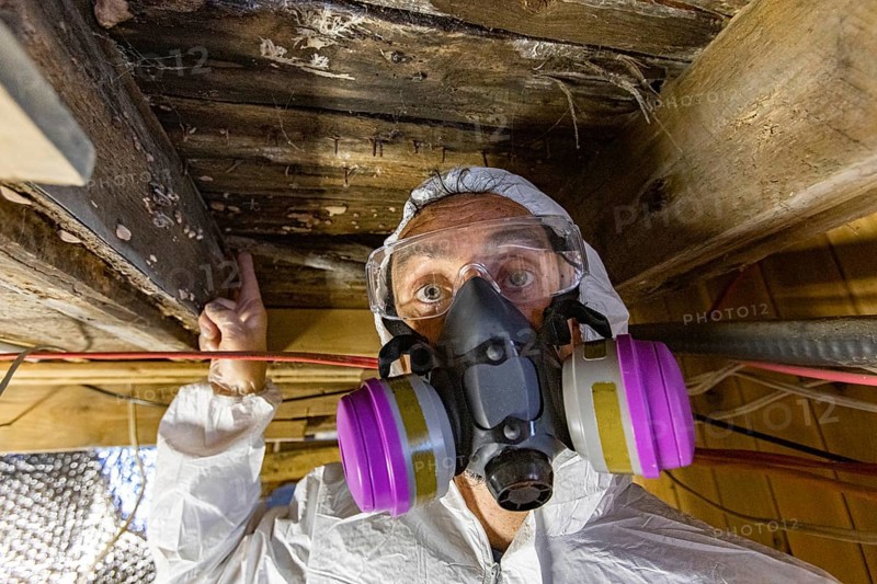 A close up view of an environmental quality inspector wearing respirator, pointing towards lignicolous fungi, white wood rot in timber floor boards