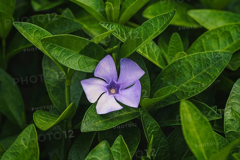 Purple blue flowers of periwinkle, vinca minor