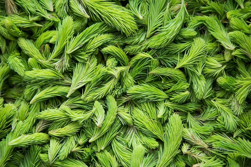 Fresh green spruce shoots. Young shoots of spruce trees in the spring. Nature green background