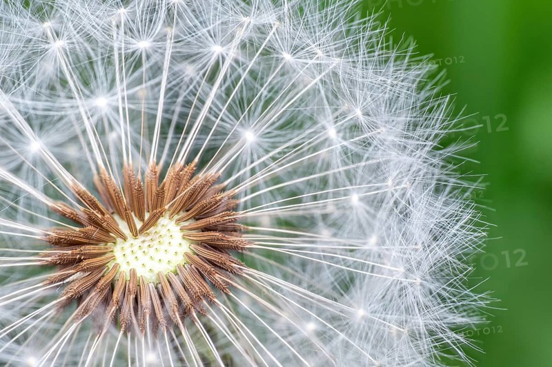 Dandelion seeds on green background