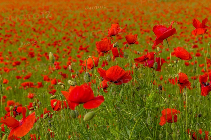 Poppy field with skyline, Frankfurt, Hesse, Germany, Europe