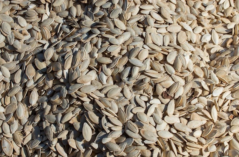 Pumpkin seeds. Background of pumpkin seeds. A lot of seeds