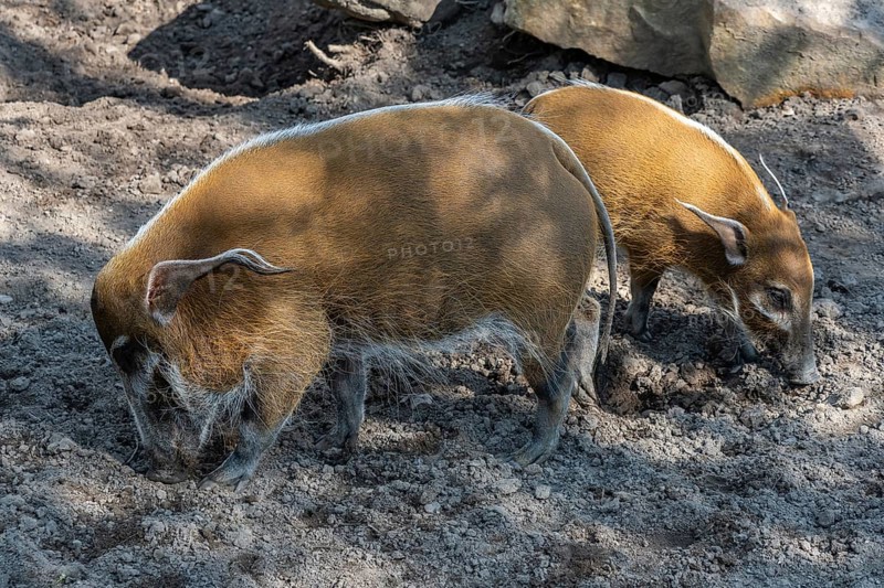 Red River Hog (Potamochoerus porcus) looking for food