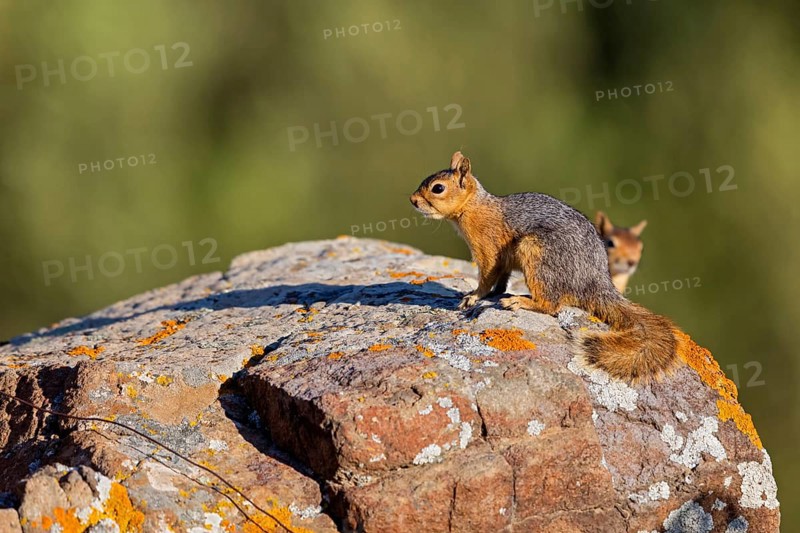 Caucasian squirrel, (Sciurus anomalus), animal, animals, mammal, mammals, biotope, habitat, foraging, rodent, rodents, genus. of squirrels Lesbos, Greece, Europe
