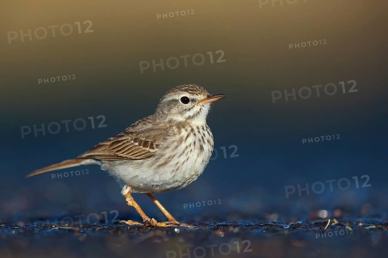 Canary Island pipit, (Anthus bertheloti) Songbird, family of stilts and pipits, Fuerteventura, Canary Islands, Spain, Europe