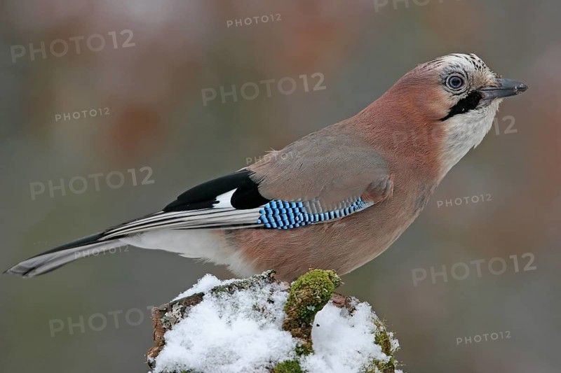 Jay, European Jay, Jay, eurasian jay (Garrulus glandarius), Geai des chênes, Arrendajo Común, Arrendajo, on perch, winter, snow, Ormoz area, Ormoz, Podravska, Slovenia, Europe