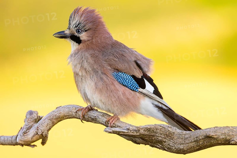 Jay, European Jay, Jay, eurasian jay (Garrulus glandarius), Geai des chênes, Arrendajo Común, Arrendajo, on perch, summer, Ormoz area, Ormoz, Podravska, Slovenia, Europe