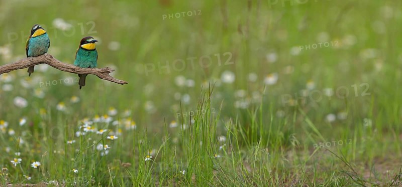 Bee-eater, (Merops apiaster), pair on perch, Tiszaalpár, Kiskunsági National Park, Bács-Kiskun, Hungary, Europe