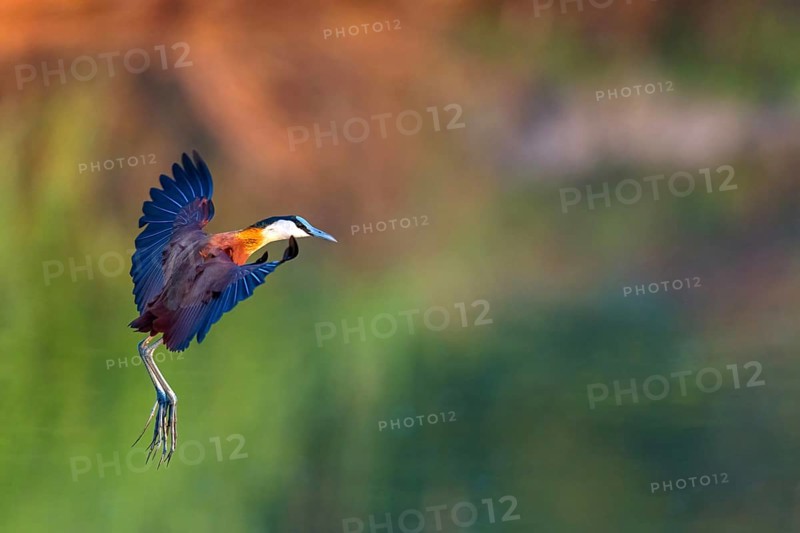 Blue-fronted Jacanas, (Actophilornis africana), Actophilornis africanus