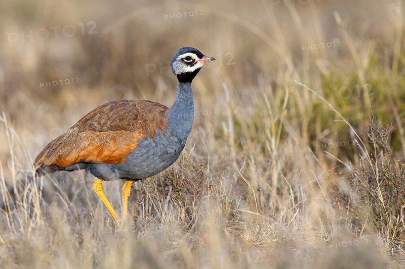 Blue bustard, (Eupodotis caerulescen), Blue Bustard, Blue Korhaan, Outarde plombée, Sisón azulado