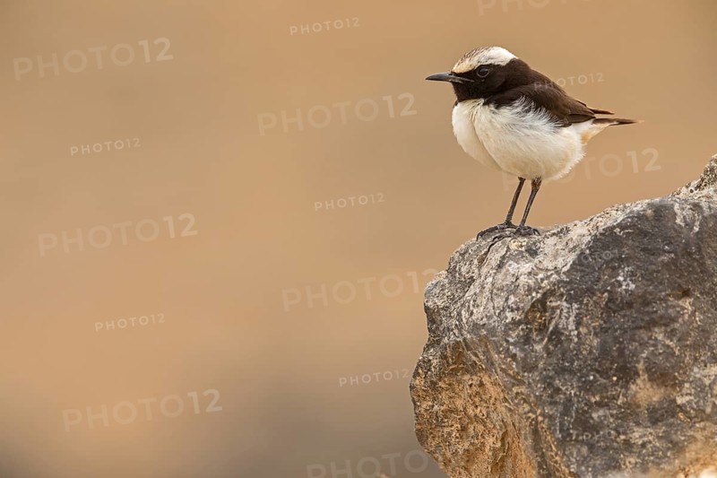 Arabian Wheatear, (Oenanthe lugentoide, Middle East, Oman, male, Jabal Samhan, Salalah, Dhofar, Oman, Asia