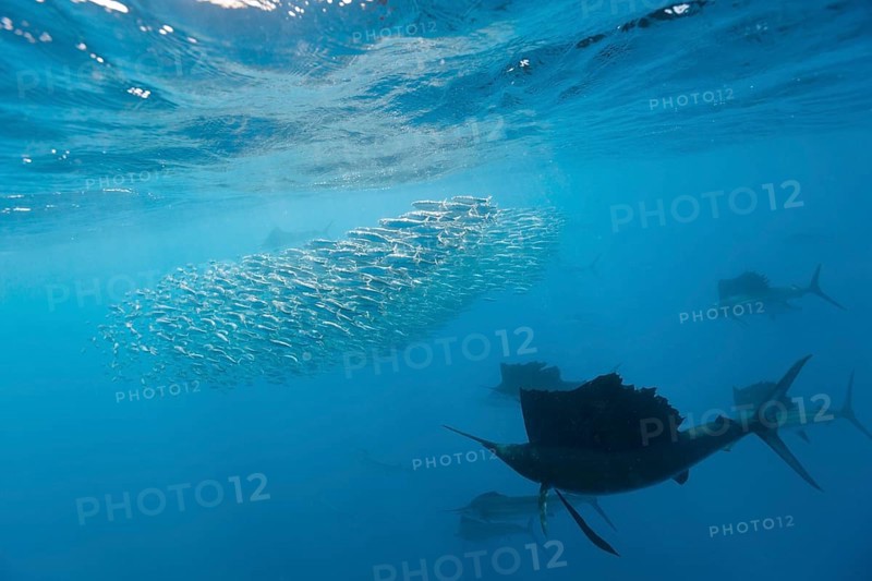 Atlantic sailfish hunting sardines, Istiophorus albicans, Isla Mujeres, Yucatan Peninsula, Caribbean, Mexico, Central America