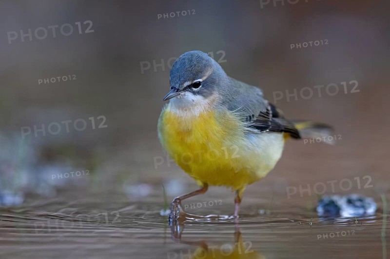 Grey wagtail (Motacilla cinerea), Bergeronnette des ruisseaux, Lavandera Cascadeña, mountain wagtail, songbird species, waters, water, river, Slovenska Bistrica area, Slovenska Bistrica, Podravska, Slovenia, Europe
