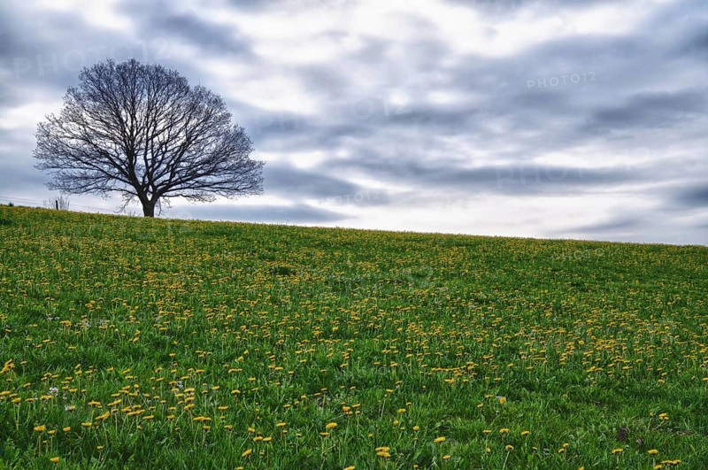 Meadow with dandelion flowers
