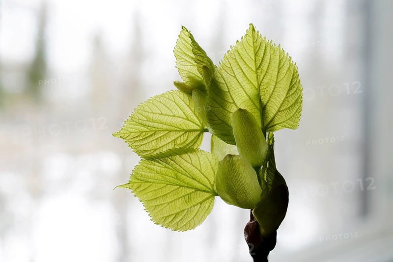 Linden tree leaf bud emerging and opening on neutral background