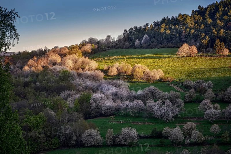 Cherry groves near the village of Brdarka in spring at sunrise in Slovakia