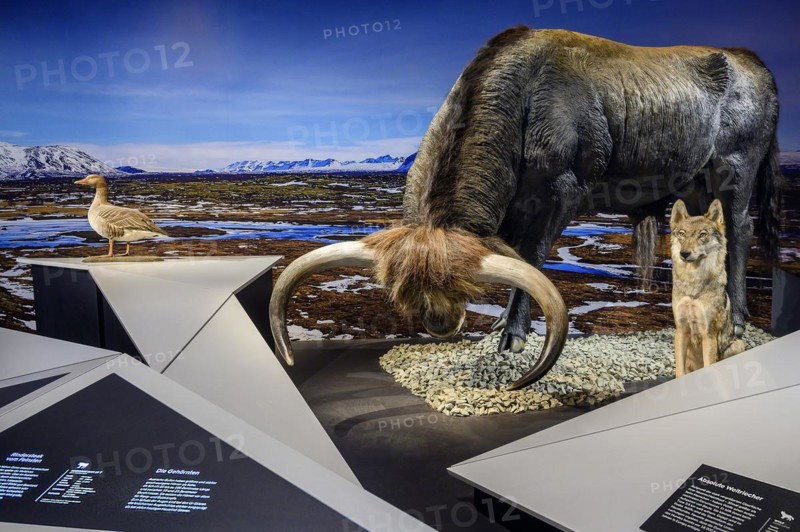 Aurochs bull and wolf, Ice Age Safari Allgäu exhibition in the Marstall, Kempten, Allgäu. Bavaria, Germany, Europe