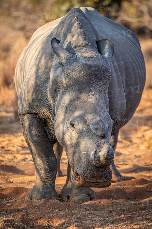 Dehorned White rhino starring at the camera, South Africa, Africa