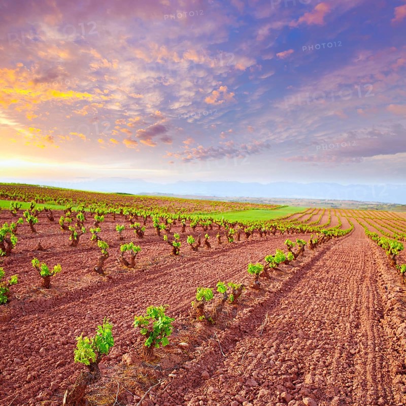 La Rioja vineyard fields by The Way of Saint James in Logrono