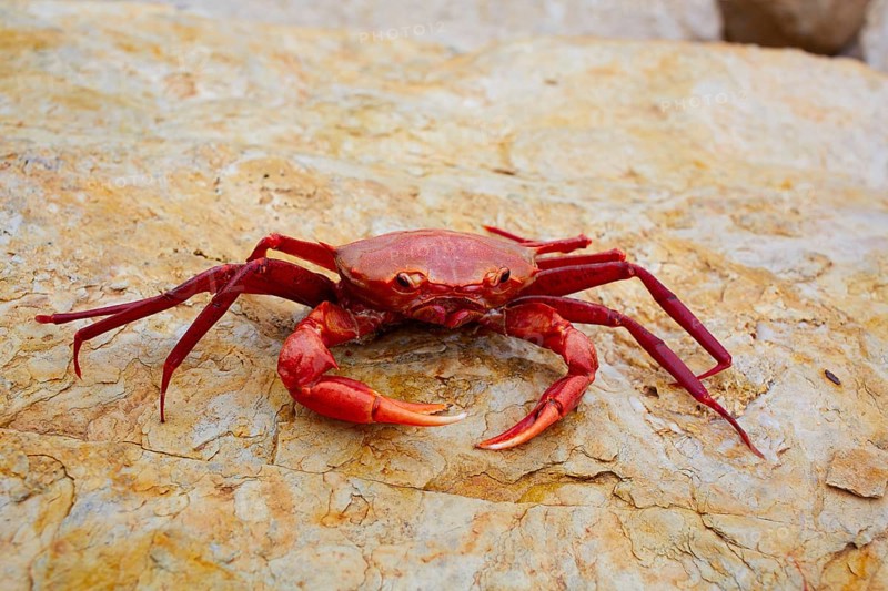 Geryon longipes is a Mediterranean crab red color