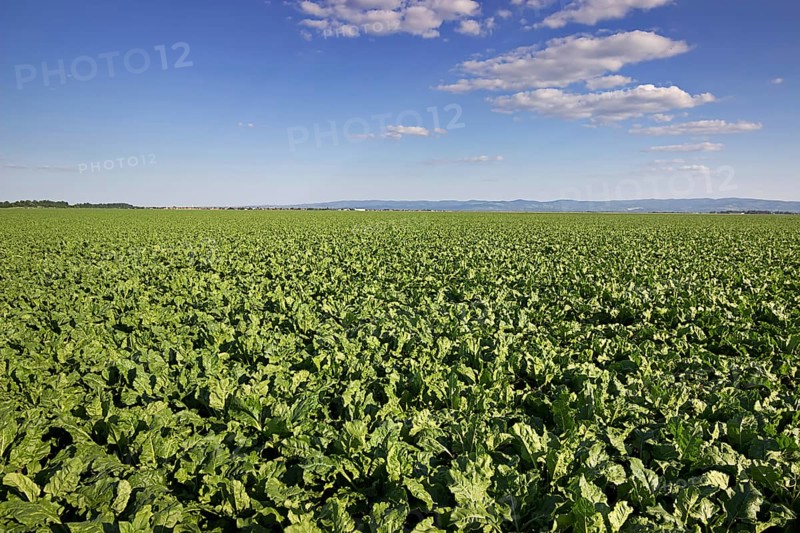 Sugar beet field. Green sugar beets in the ground