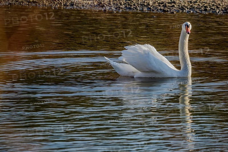 A majestic swan glides over a lake, renaturalised Isar, Landau an der Isar