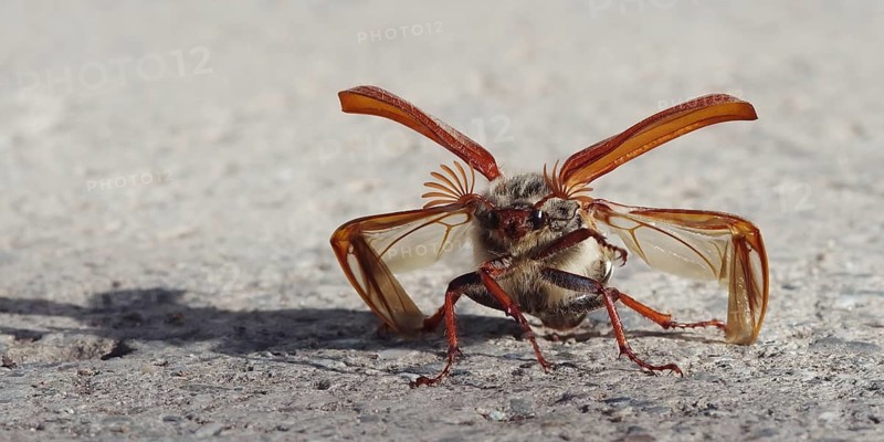 Cockchafer in front of take-off with folded up coverts and unfolded wings