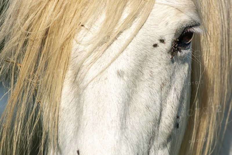 Camargue horse portrait in a pasture in the Camargue national park. Provence-Alpes-Cote d'Azur, France, Europe