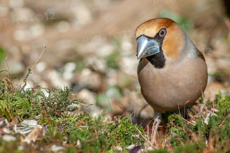 Hawfinch (Coccothraustes coccothraustes) perched on a branch in the forest
