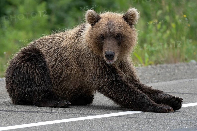 Hungry wild Kamchatka brown bear lies on asphalt road and arrogant looking at camera. Eurasia, Russian Federation, Kamchatka Peninsula