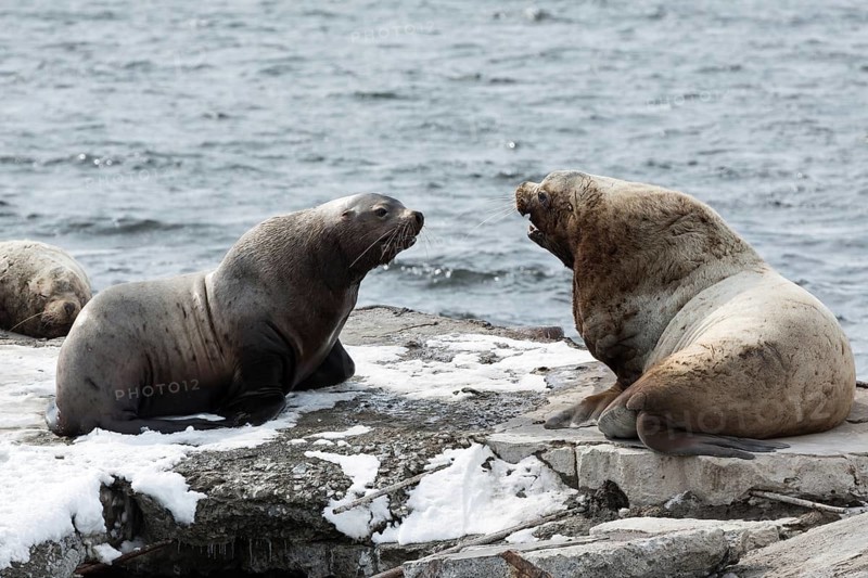 Nature of Kamchatka: rookery Steller Sea Lion or Northern Sea Lion (Eumetopias Jubatus) . Russia, Kamchatka Peninsula, Avachinskaya Bay, Petropavlovsk-Kamchatsky City