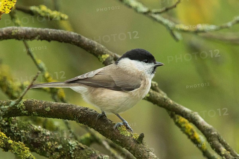 Marsh tit sitting on branch looking right