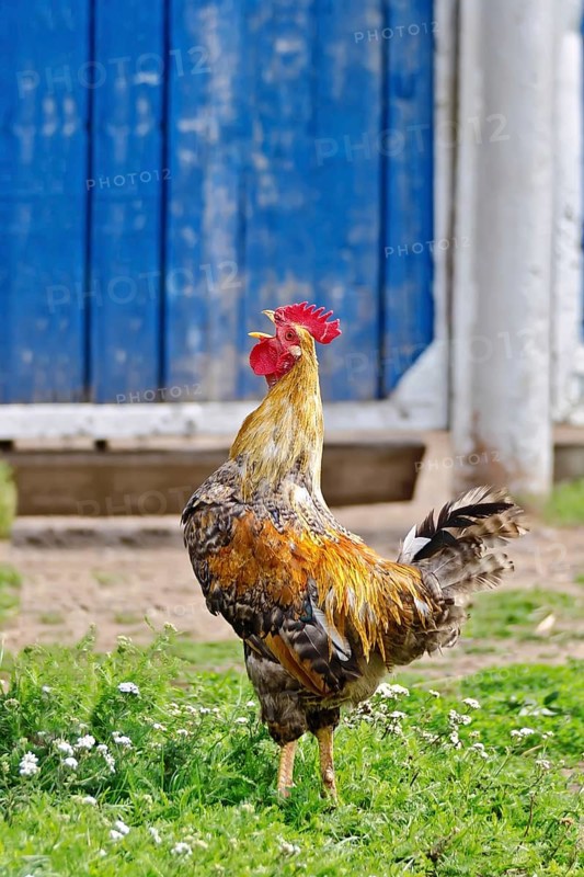 Rooster with brown and black plumage on the green grass