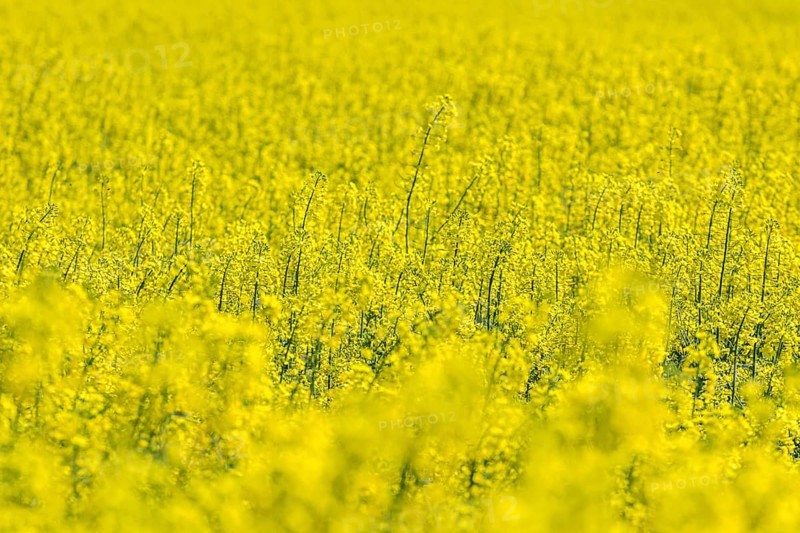 Rapeseed Flowers in rapeseed field. Blooming canola flowers