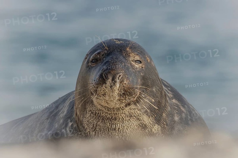 Grey seal (Halichoerus grypus), portrait, Heligoland Island, Germany, Europe