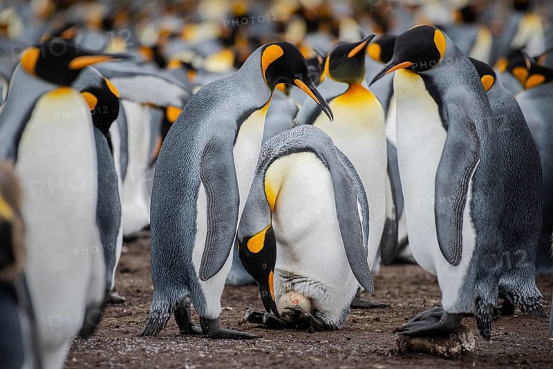 King penguins (Aptenodytes patagonicus), breeding pair with just laid egg, Volunteer Point, Falkland Islands, Great Britain, South Atlantic, South America
