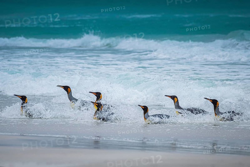 King penguins (Aptenodytes patagonicus) coming out of the sea, Volunteer Point, Falkland Islands, Great Britain, South Atlantic, South America