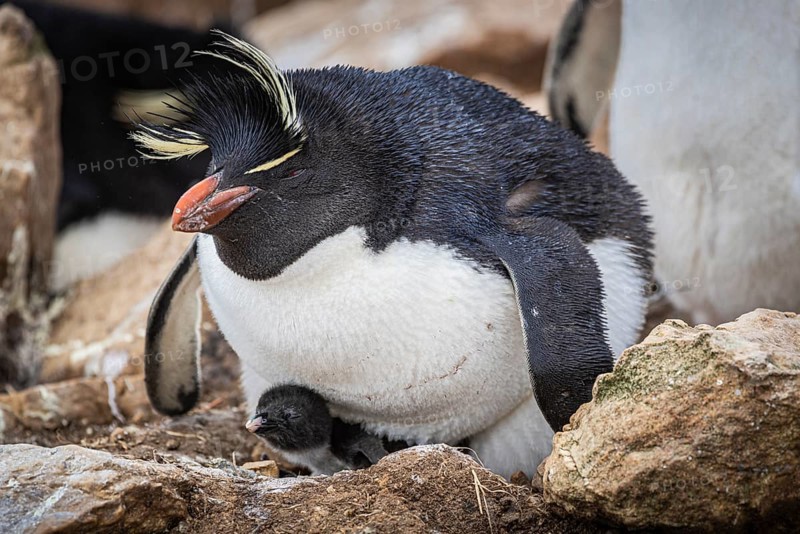 Rockhopper penguin (Eudyptes chrysocome), with chicks in its nest, Pebble Island, Falkland Islands, Great Britain, South Atlantic, South America