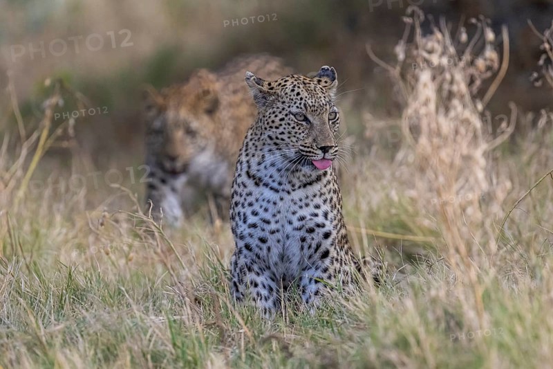 Leopard (Panthera pardus), Moremi Game Reserve, Okavango Delta, Maun, Botswana, Africa