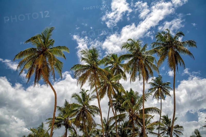 Palms