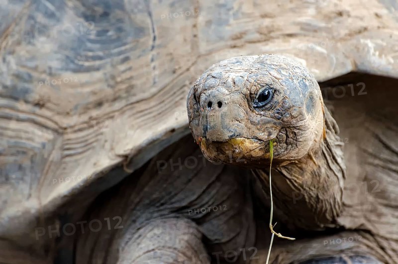 Giant tortoise