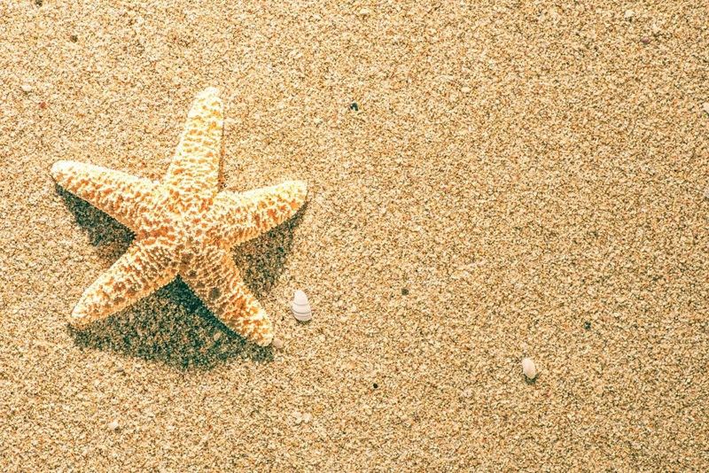 Sunrise on the beach. Starfish