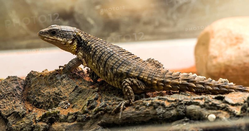 Lizard between leaves and stones