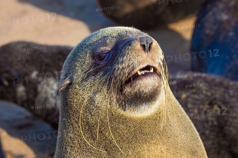 Charming marine mammals. Large animals - eared seals bask in the sun. Africa. Namibia. Cape Cross is the largest South African fur seal rookery in the world. Zoological tourism concept