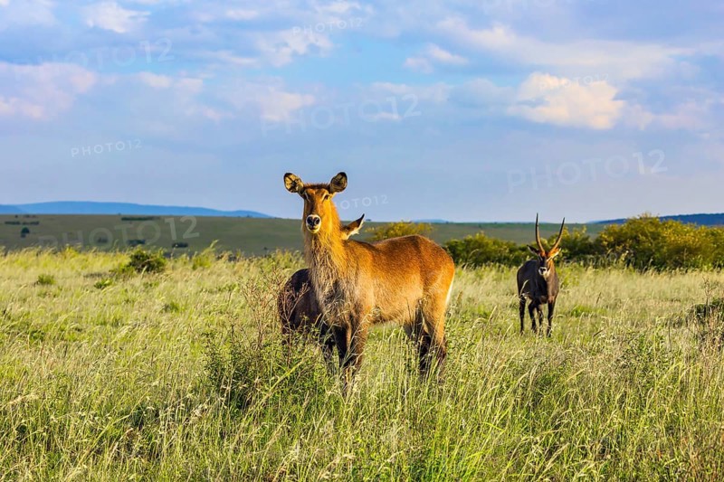 Kenya. The most beautiful inhabitant of the African savannah is a waterbuck - large strong antelope. Safari in Masai Mara National Park. The concept of active, ecological and phototourism