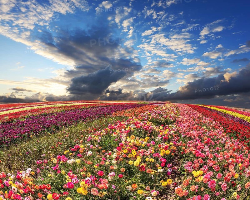 Spring storm over a field with buttercups. Flowers grow bright multi-colored strips and are ready to harvesting