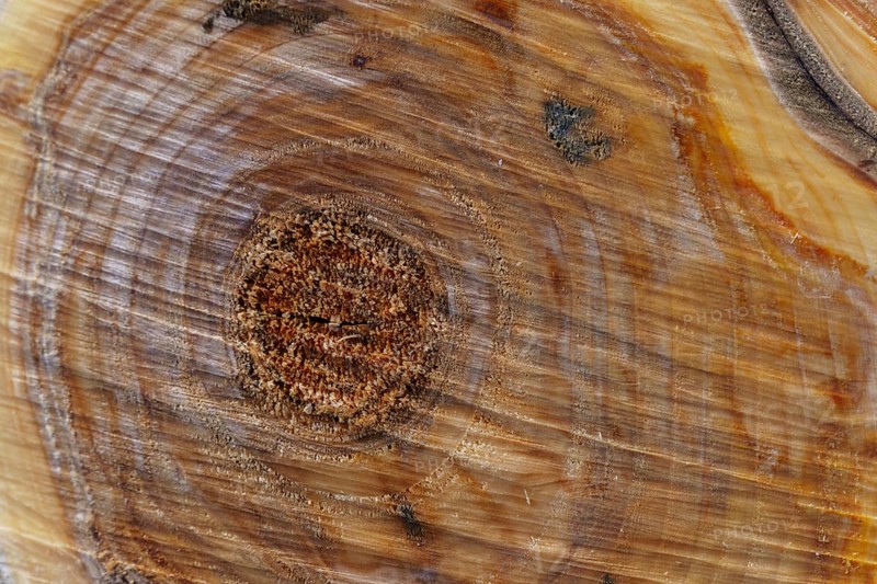 Smooth cross section brown tree stump slice with age rings cut fresh from the forest with wood grain