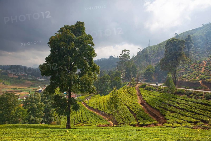 Nuwara Eliya tea plantation in Sri Lanka. Nuwara Eliya is the most important place for tea plantation and production in Sri Lanka