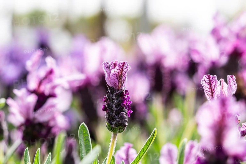 Lavandula stoechas, family of Lamiaceae, Majorca, Spain, Europe