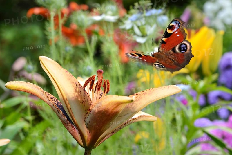 Flowers 647